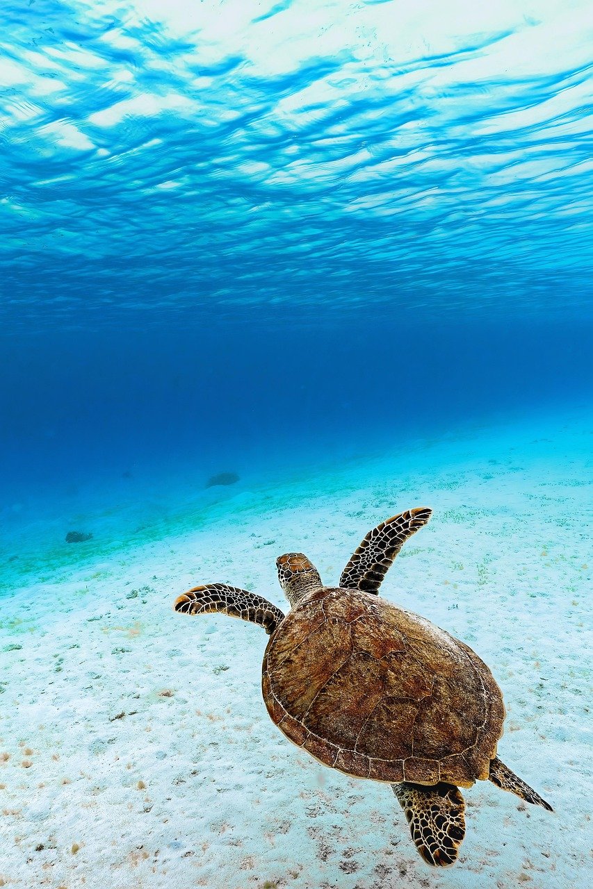 green sea turtle, green turtle, sea turtle, turtle, reptile, animal, sea, ocean, underwater, endangered species, nature, sea, sea, sea, sea, sea